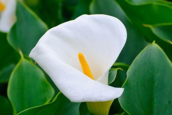 海芋花圖片大全 海芋花花語及寓意