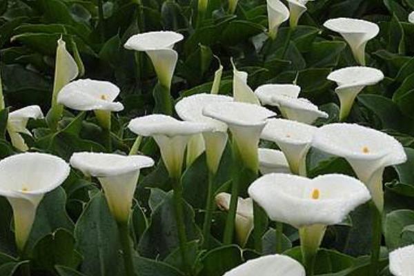 海芋花圖片大全 海芋花花語及寓意