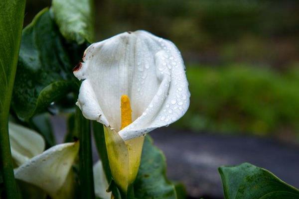 海芋花圖片大全 海芋花花語及寓意