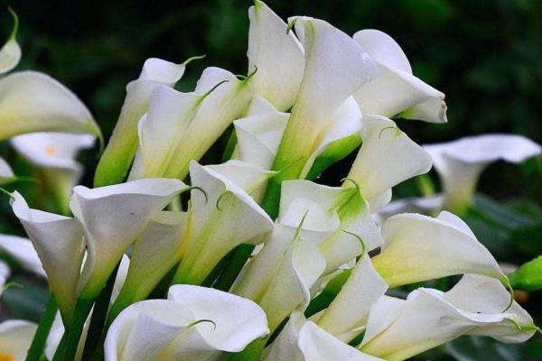 海芋花圖片大全 海芋花花語及寓意