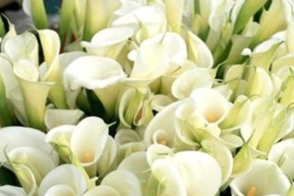 海芋花圖片大全 海芋花花語及寓意