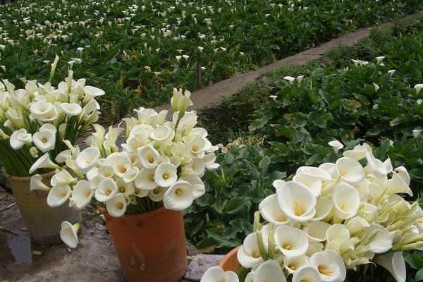 海芋花圖片大全 海芋花花語及寓意