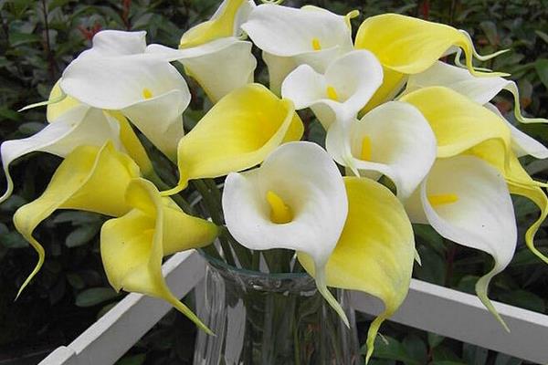 海芋花圖片大全 海芋花花語及寓意