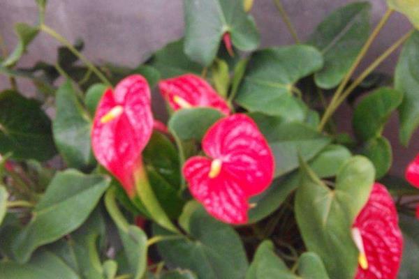 海芋花圖片大全 海芋花花語及寓意