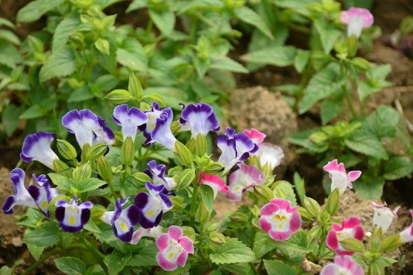 夏堇圖片大全 夏堇花語寓意