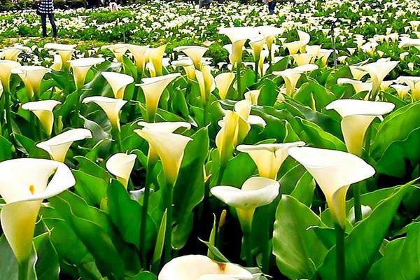 海芋花有毒嗎 海芋花長在哪里