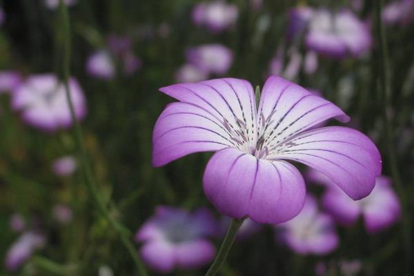 麥仙翁種子市場價格多少錢一斤 麥仙翁種子的播種