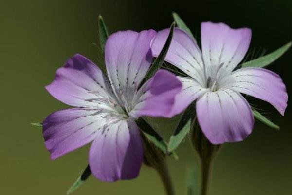 麥仙翁種子市場價格多少錢一斤 麥仙翁種子的播種
