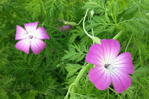 麥仙翁種子市場價格多少錢一斤 麥仙翁種子的播種