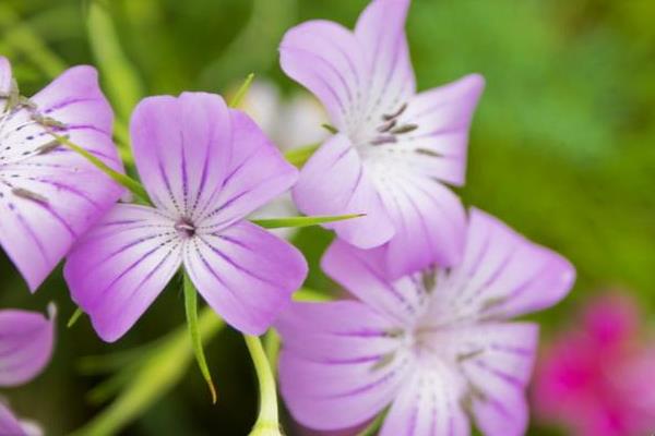 麥仙翁種子市場價格多少錢一斤 麥仙翁種子的播種
