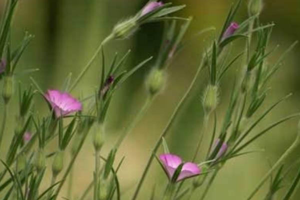 麥仙翁種子市場價格多少錢一斤 麥仙翁種子的播種