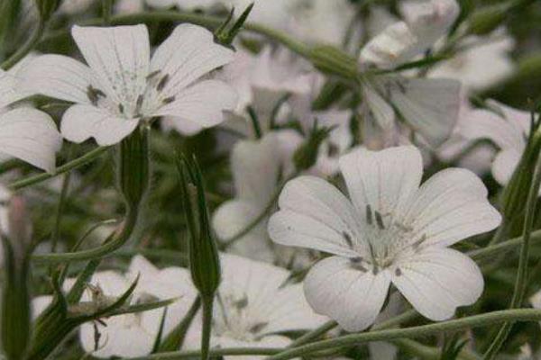 麥仙翁種子市場價格多少錢一斤 麥仙翁種子的播種