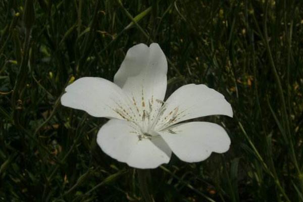 麥仙翁種子市場價格多少錢一斤 麥仙翁種子的播種