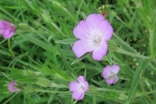 麥仙翁怎么種 麥仙翁種植方法與注意事項