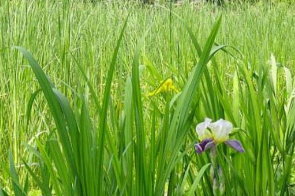麥仙翁怎么種 麥仙翁種植方法與注意事項