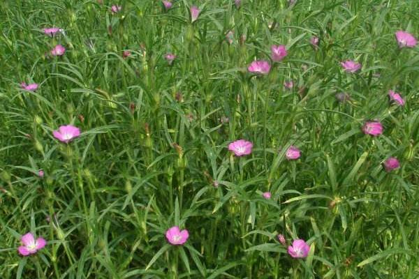 麥仙翁怎么種 麥仙翁種植方法與注意事項