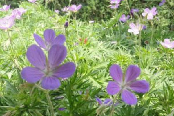 麥仙翁怎么種 麥仙翁種植方法與注意事項