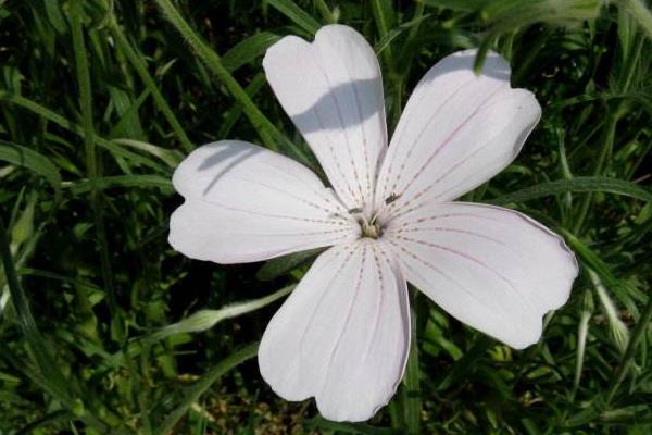 麥仙翁怎么種 麥仙翁種植方法與注意事項