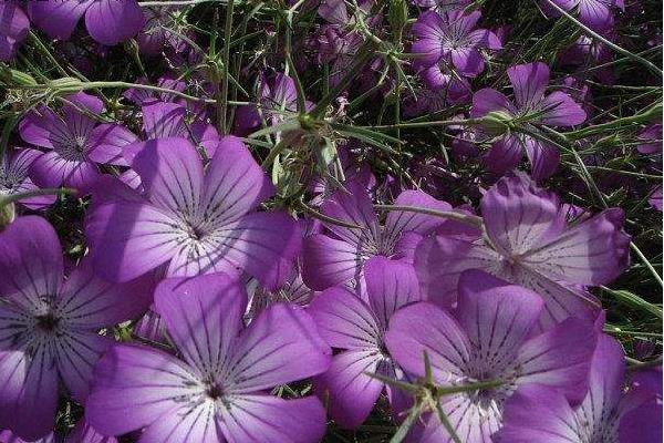 麥仙翁怎么種 麥仙翁種植方法與注意事項