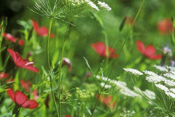 麥仙翁怎么種 麥仙翁種植方法與注意事項