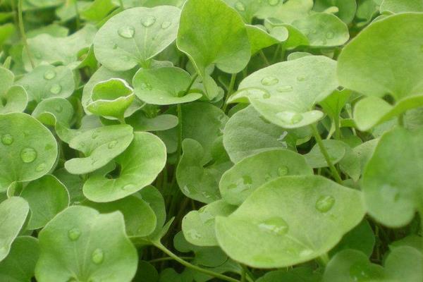 馬蹄金播種方法 馬蹄金繁殖方法