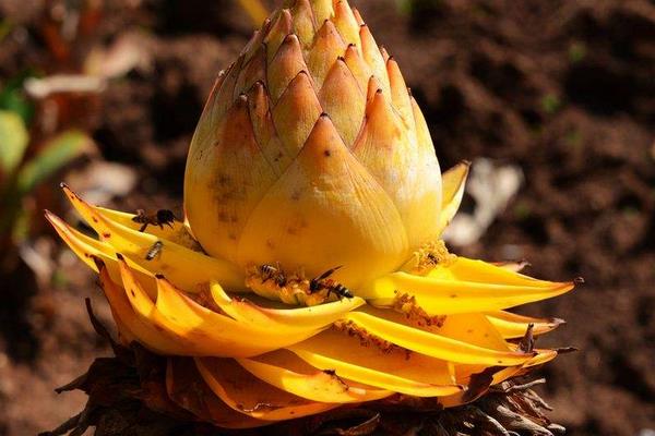 地涌金蓮圖片大全 地涌金蓮花語及寓意