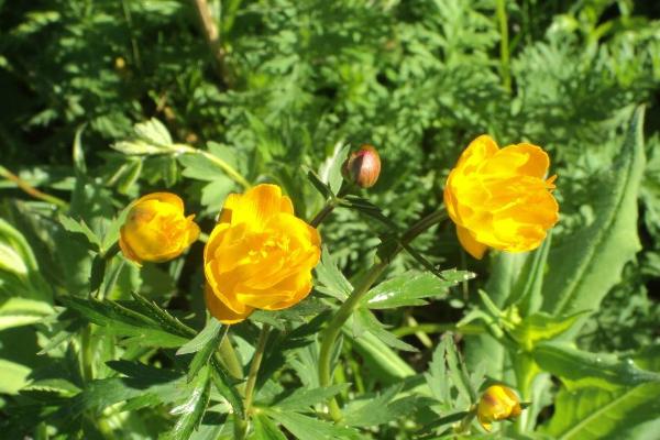 金蓮花圖片大全 金蓮花什么時候開花