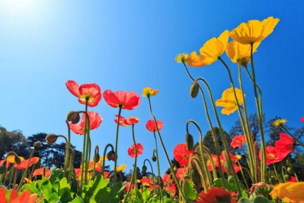 虞美人種子市場價格多少錢一斤 虞美人的家庭養(yǎng)殖方法和注意事項