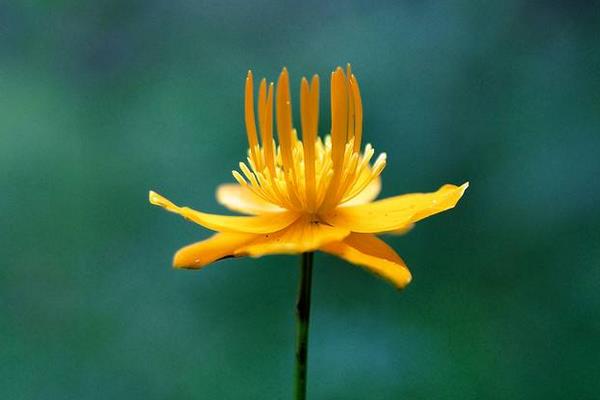 金蓮花產地在哪里  金蓮花的生長習性