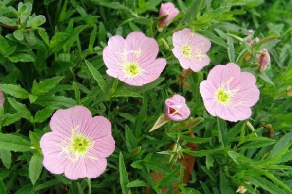 月見草怎么吃（什么時候吃） 月見草可以泡茶喝嗎