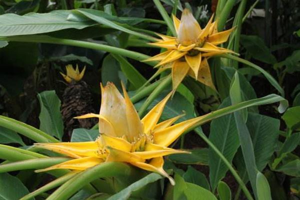 地涌金蓮功效與作用及禁忌 地涌金蓮市場價值