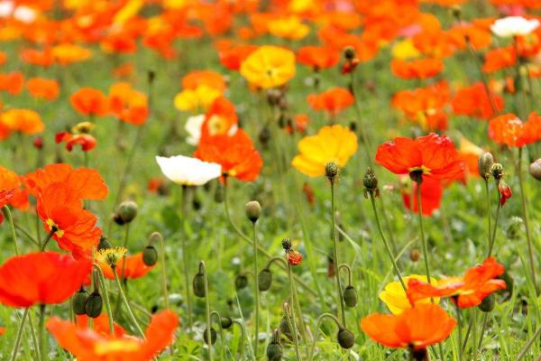 虞美人種子市場(chǎng)價(jià)格多少錢一斤 虞美人的家庭養(yǎng)殖方法和注意事項(xiàng)