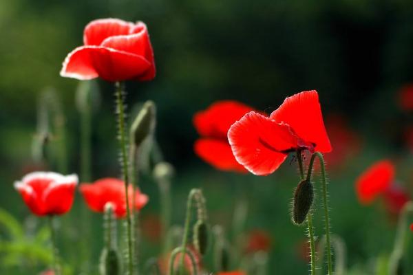 虞美人種子市場(chǎng)價(jià)格多少錢一斤 虞美人的家庭養(yǎng)殖方法和注意事項(xiàng)