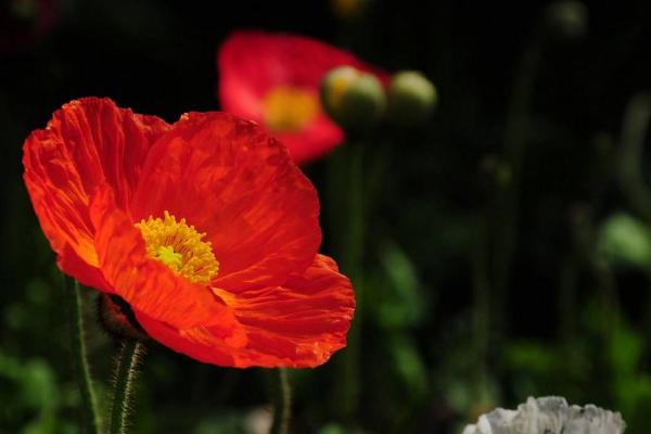 虞美人種子市場(chǎng)價(jià)格多少錢一斤 虞美人的家庭養(yǎng)殖方法和注意事項(xiàng)