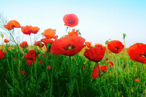 虞美人種子市場(chǎng)價(jià)格多少錢一斤 虞美人的家庭養(yǎng)殖方法和注意事項(xiàng)