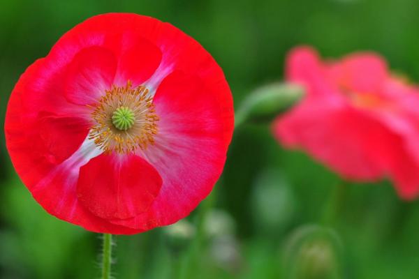 虞美人種子市場(chǎng)價(jià)格多少錢一斤 虞美人的家庭養(yǎng)殖方法和注意事項(xiàng)