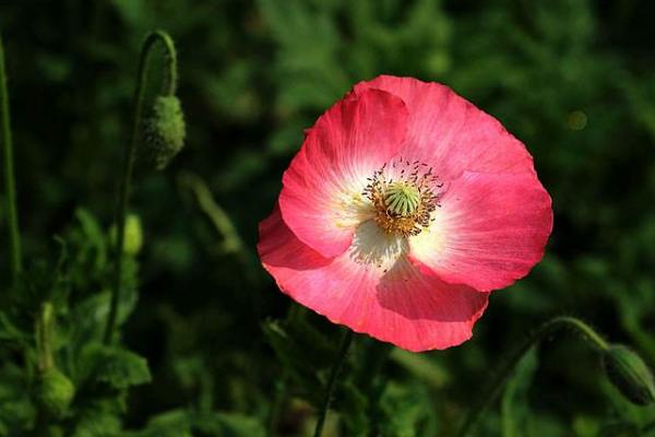 虞美人種子市場(chǎng)價(jià)格多少錢一斤 虞美人的家庭養(yǎng)殖方法和注意事項(xiàng)