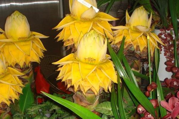 地涌金蓮功效與作用及禁忌 地涌金蓮市場價值