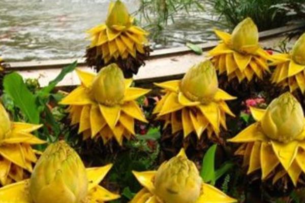 地涌金蓮功效與作用及禁忌 地涌金蓮市場價值