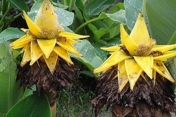 地涌金蓮功效與作用及禁忌 地涌金蓮市場價值