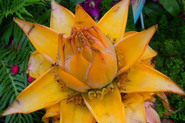 地涌金蓮功效與作用及禁忌 地涌金蓮市場價值