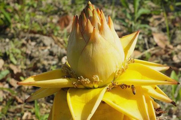 地涌金蓮功效與作用及禁忌 地涌金蓮市場價值