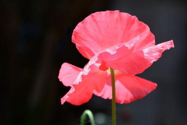 虞美人花圖片大全 虞美人花語及寓意