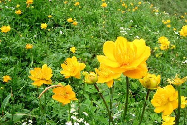 金蓮花和金銀花的區別是什么  金蓮花的臨床作用