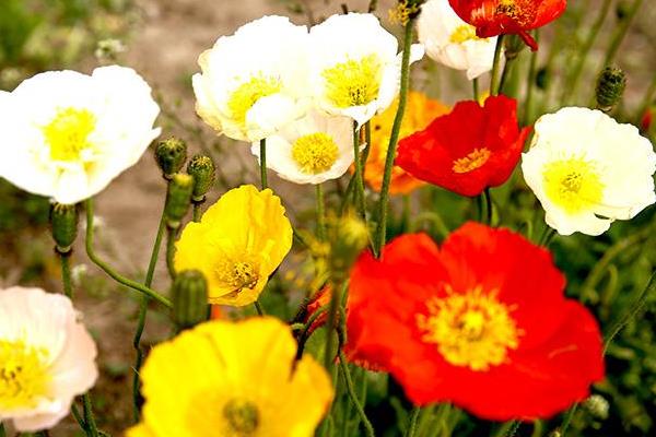 虞美人什么時候開花 虞美人的花期是幾月