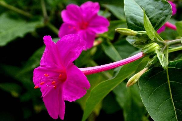 紫茉莉有毒嗎 紫茉莉能放在室內臥室嗎