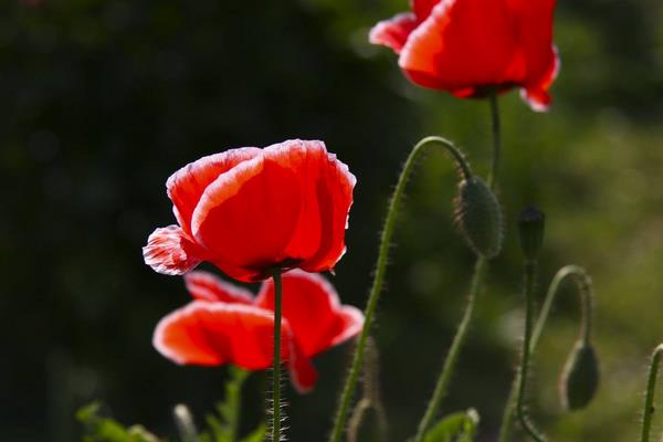 虞美人和罌粟花的區(qū)別是什么  花菱草和虞美人的區(qū)別