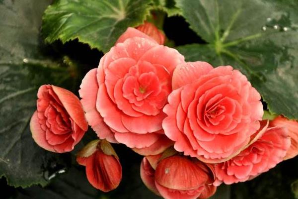 麗格海棠圖片大全 麗格海棠花語及寓意