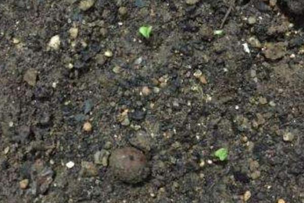 羅勒怎么種 羅勒種植方法與注意事項(xiàng)