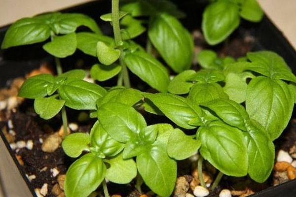 羅勒怎么種 羅勒種植方法與注意事項(xiàng)